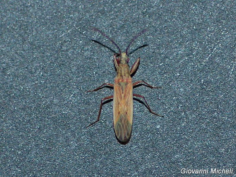 Lygaeidae:  Paromius gracilis